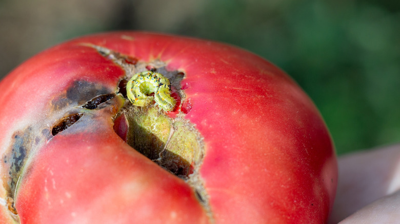 A cutworm on a freshly picked diseased tomato.