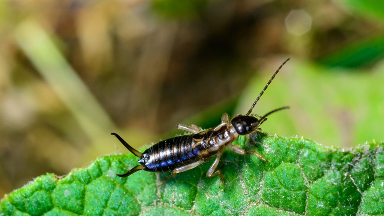 An earwig on a leaf.