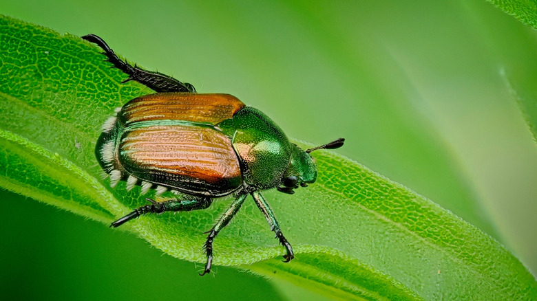 A colorful Japanese beetle on a leaf.