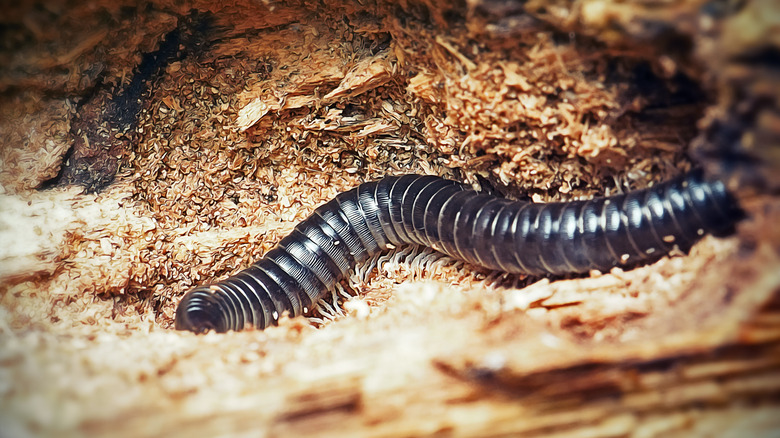 A black millipede crawls through some saw dust in a dead tree trunk.