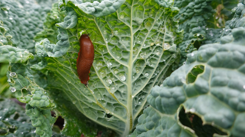 A slug on a kale leaf with drops of dew.