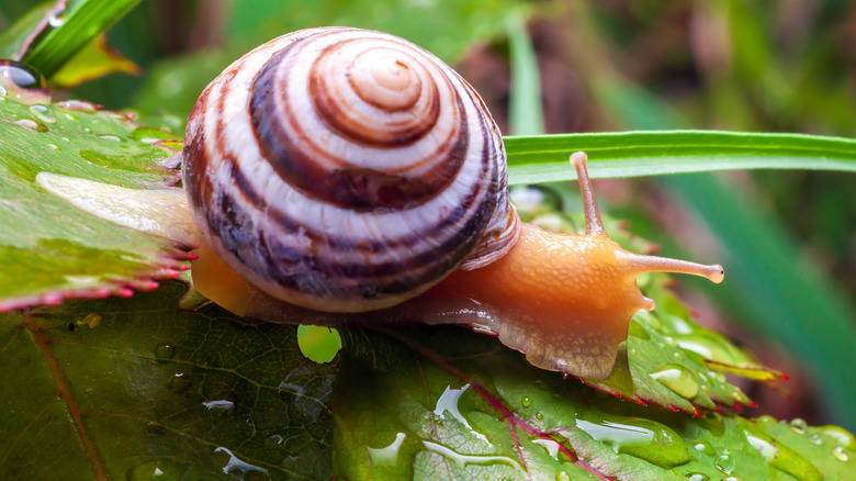 A snail crawls over a dew-covered leaf.