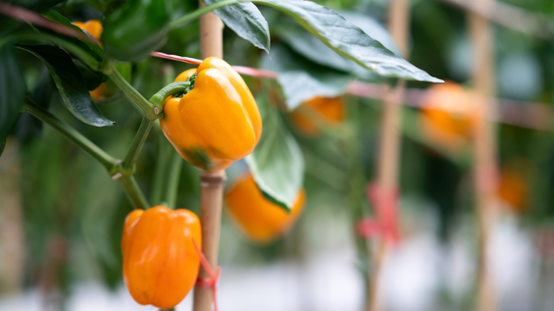 Yellow bell peppers growing on a trellis
