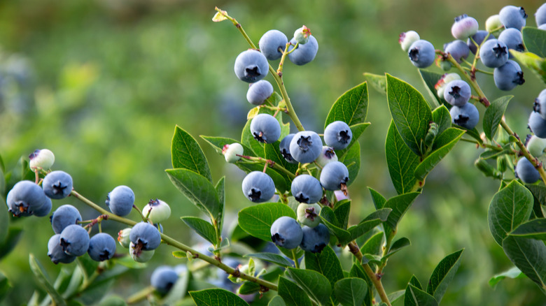 Ripe blueberries on the a bush in the sun