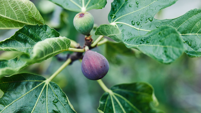 A purple fig and green fig on a fig tree with large green leaves with water droplets on them