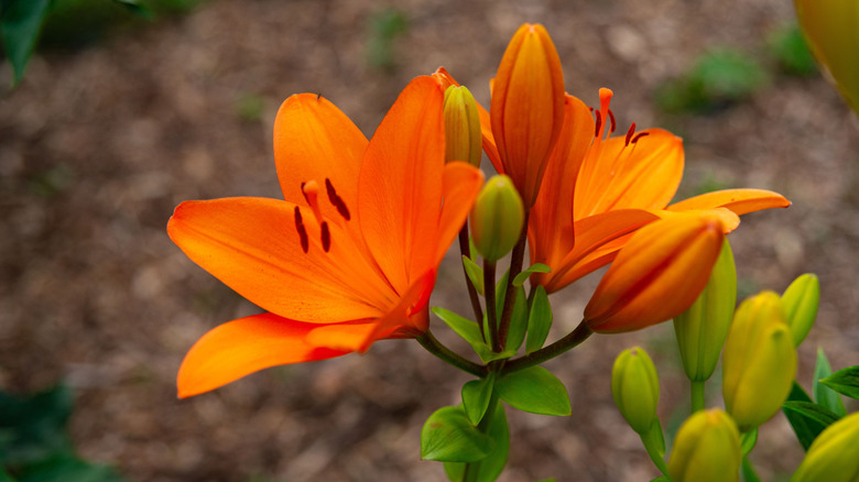 Bright orange lilies blooming in front of dark mulch