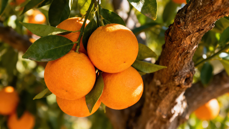 Cluster of oranges growing on a tree in the sun