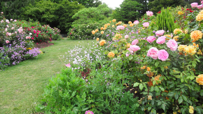 Pink, yellow, red, and purple roses in a large garden with a neat loawn and dark mulch