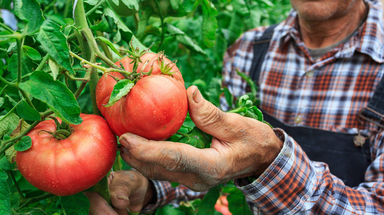 Farmer examining ripe tomatoes on a vine