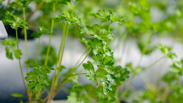Fresh arugula growing indoors