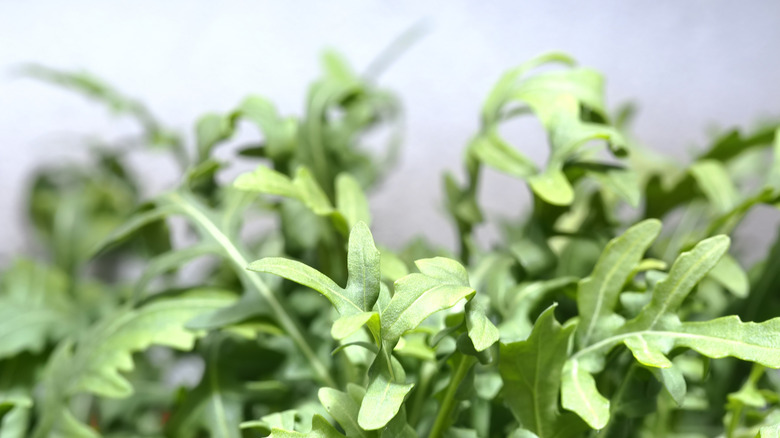Fresh arugula growing indoors