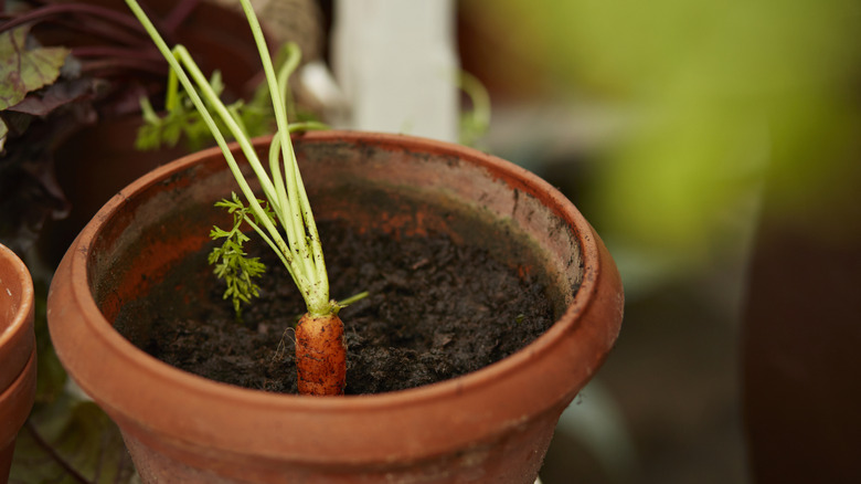 a carrot plant growing in a pot