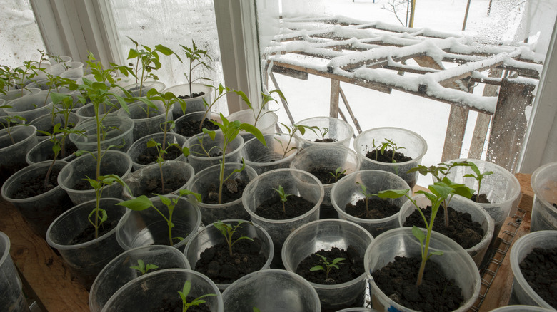 Seedlings of tomatoes sitting on the windowsill against the background of the winter city.