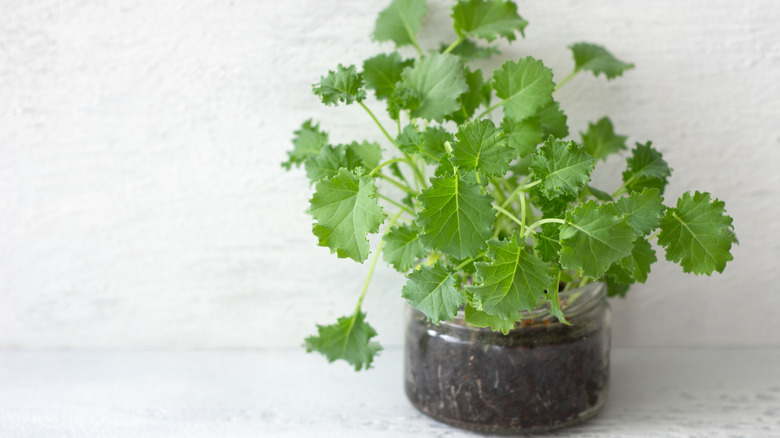 Close-up of a mini kale plant growing indoors