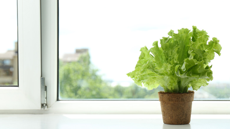 Lettuce growing in peat pot on window sill.