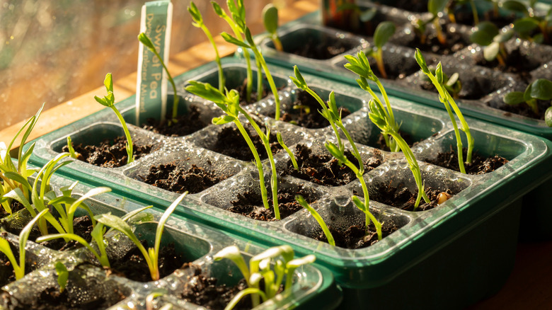 pea seedlings growing in a plastic seed tray indoors