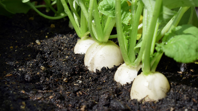 Radishes growing in soil substrate in plastic crate