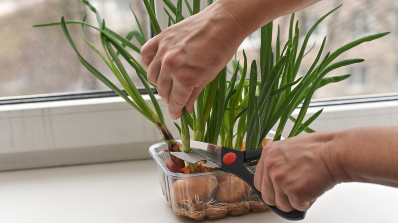 Scallions growing on the windowsill.