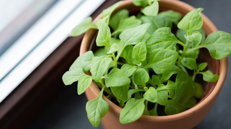 Pot overflowing with young spinach