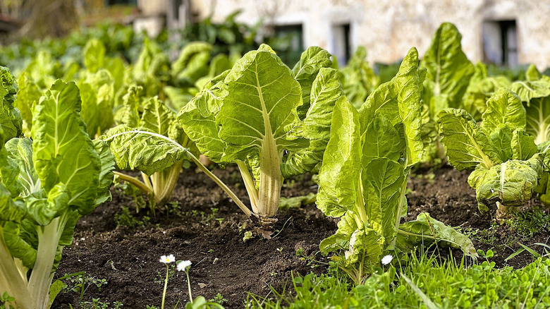 Closeup planted Swiss chard growing in rows