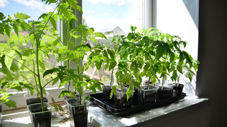 a group of tomato seedlings growing on the window sill