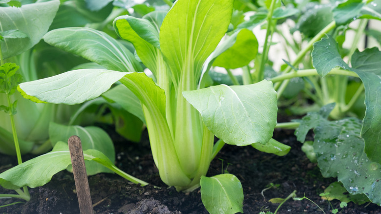 Bok choy growing in a garden with other leafy green plants.