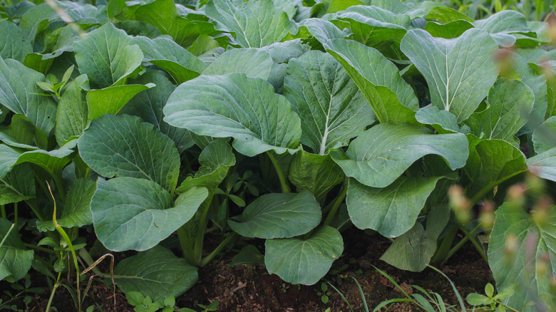 Choy sum growing in a row in a garden.