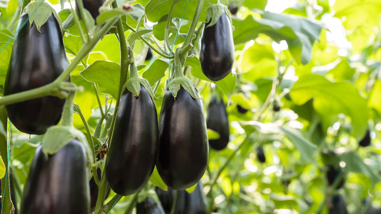 Ripe eggplants growing on tall plants.