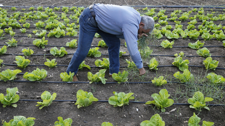 A gardener pulls weeds in a large lettuce bed.