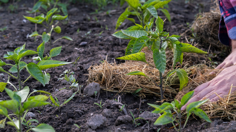 A gardener applies straw mulch around pepper plants in a garden bed.