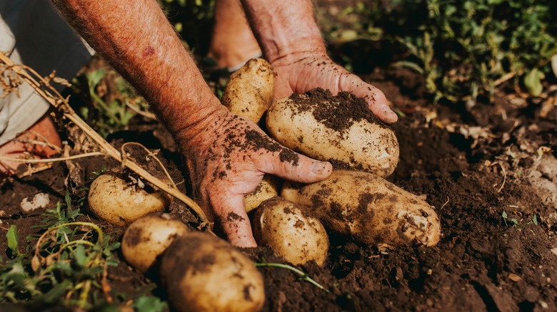 A gardener pulls potatoes out of the ground.
