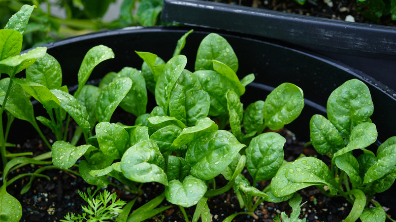 Spinach seedlings growing in a large black plastic planter.