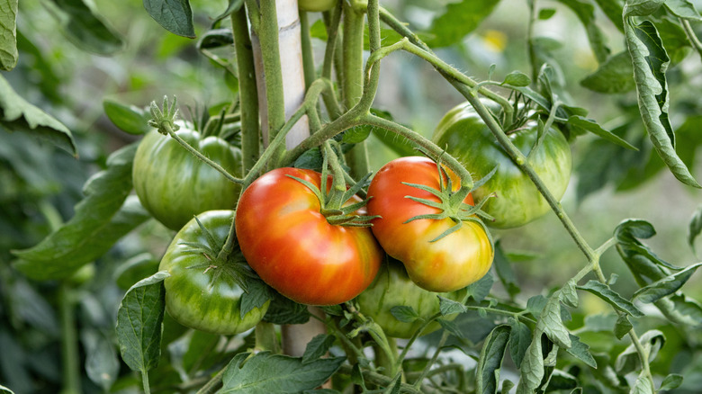 Ripening tomatoes growing on a vine supported by a bamboo pole in a garden.