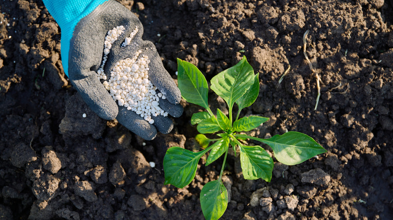 A gloved hand adds mineral fertilizers to a bell pepper plant
