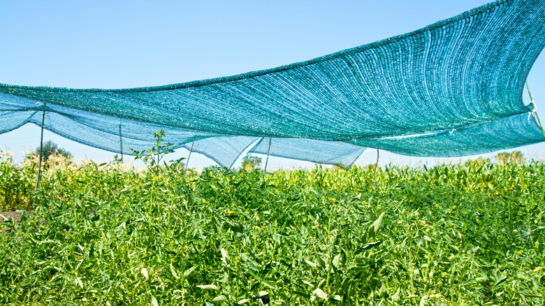A huge shading net sits atop a garden of tall plants