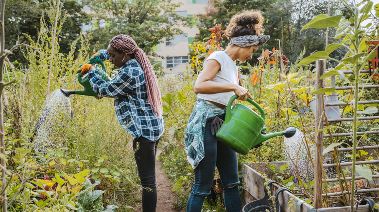Two women watering plants with watering cans in a garden