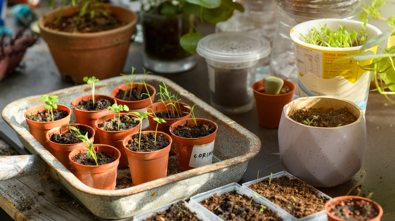 A tray of tiny seedlings in small pots
