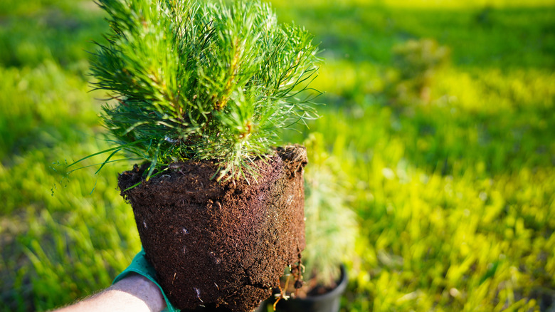 A person holds a bare root plant as they transplant it in their yard