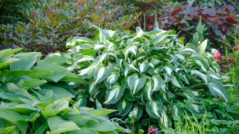 Hostas in garden