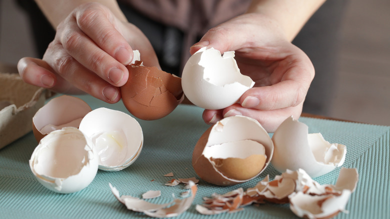 Person preparing eggshells to put in the compost