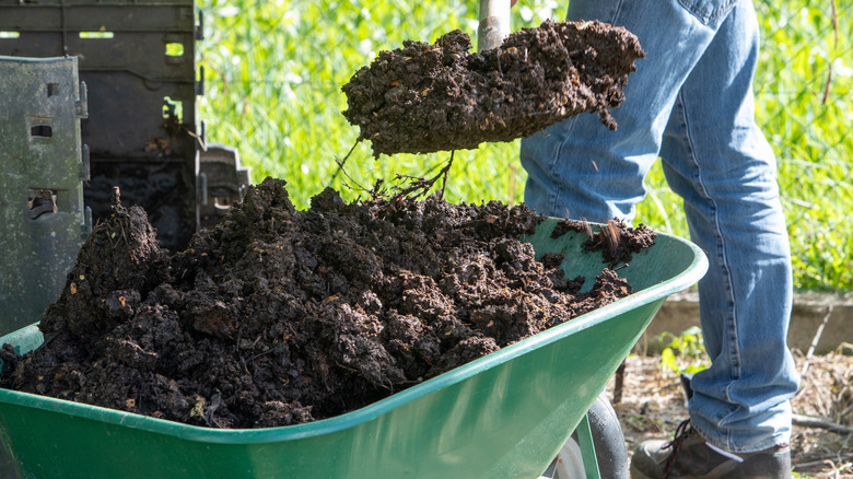 Person filling a green wheelbarrow with compost and manure