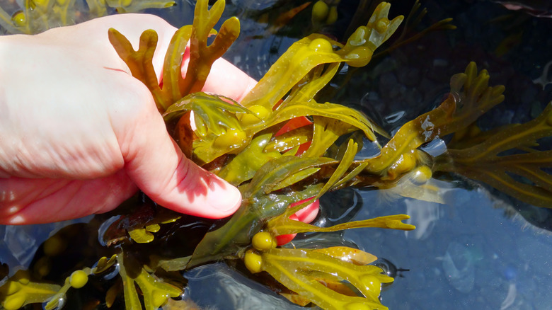 Man harvesting fresh seaweed