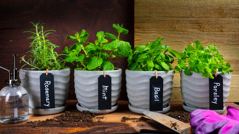 Herbs growing in white pots