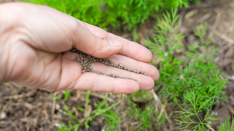 Hand applying mineral fertilizer to herbs growing in garden