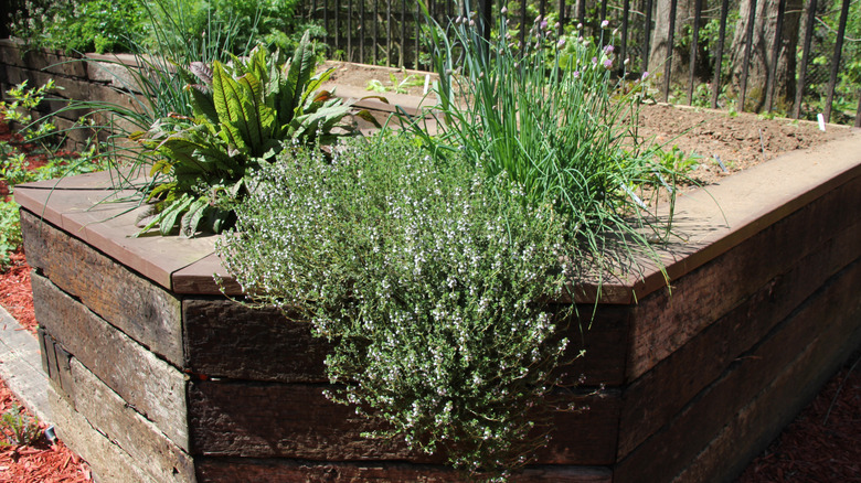 Thyme and chives growing in a raised garden bed