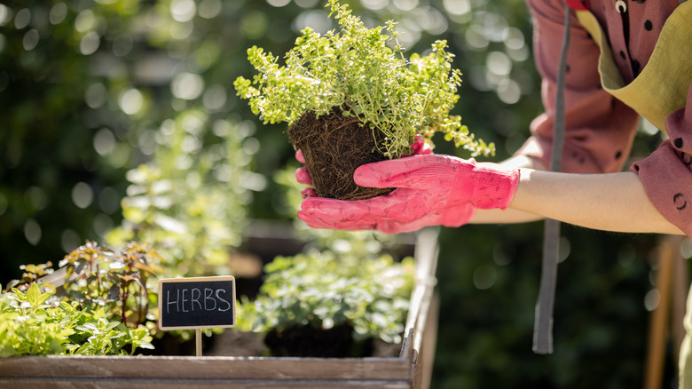 Woman planting herbs in a raised bed