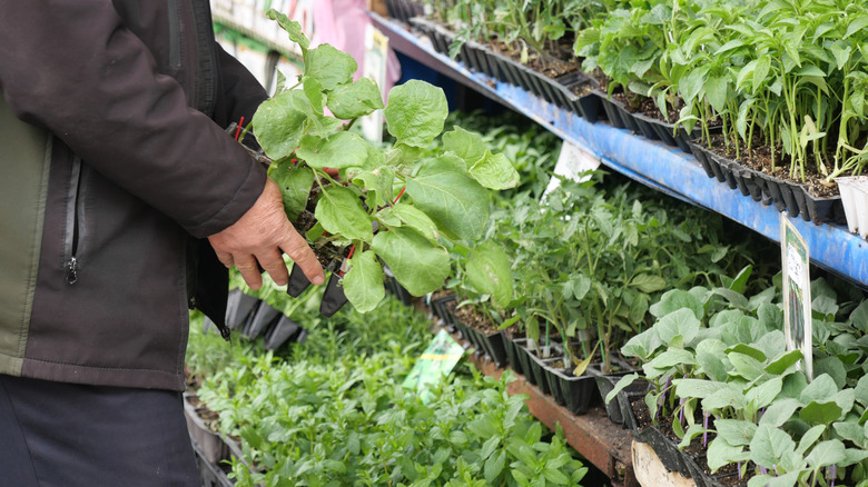 Man buying herbs at a garden center