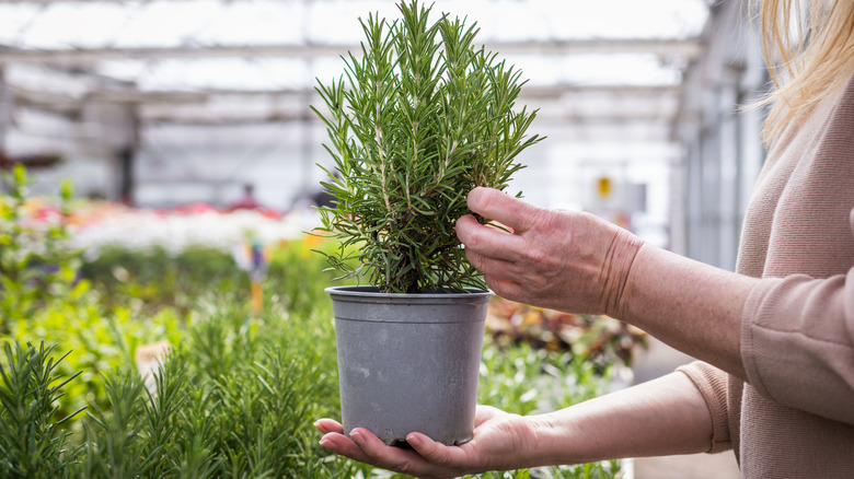 Woman looking at a rosemary plant at a garden center
