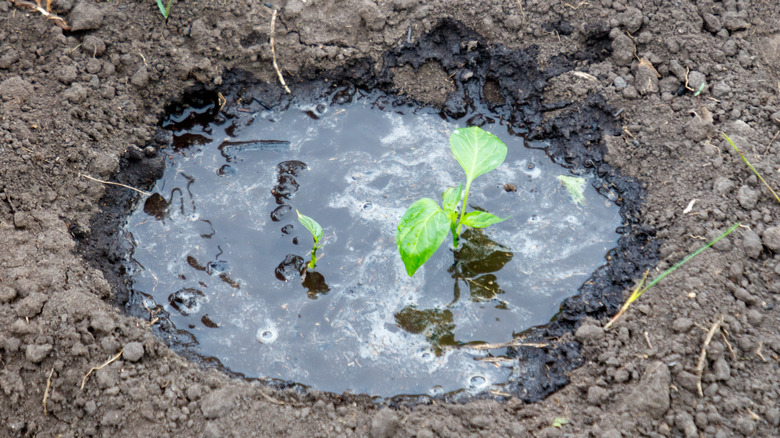 Young plants in a hole filled with water