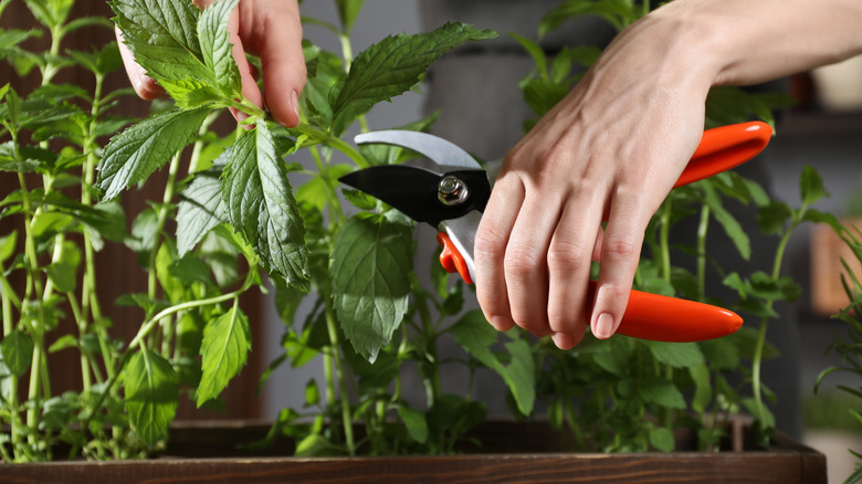 Hands pruning green mint with pruning shears